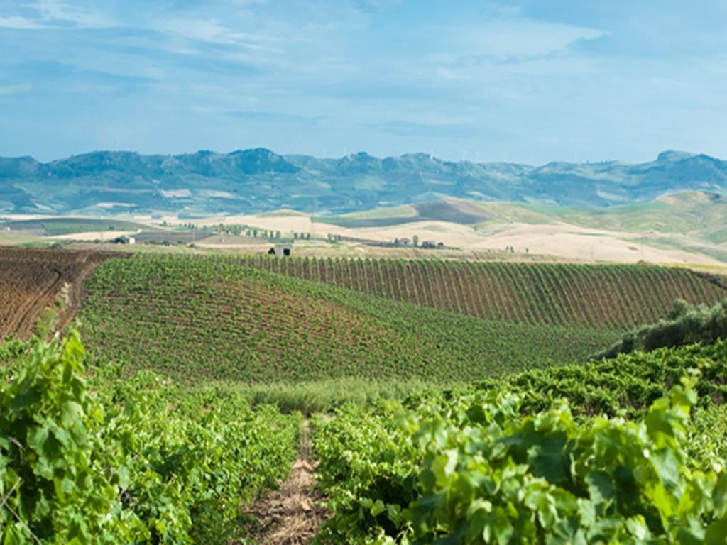 Agroturismo Sirignano Wine