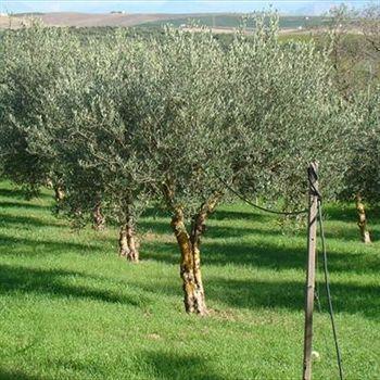 Alloggio per agricurismo葡萄酒