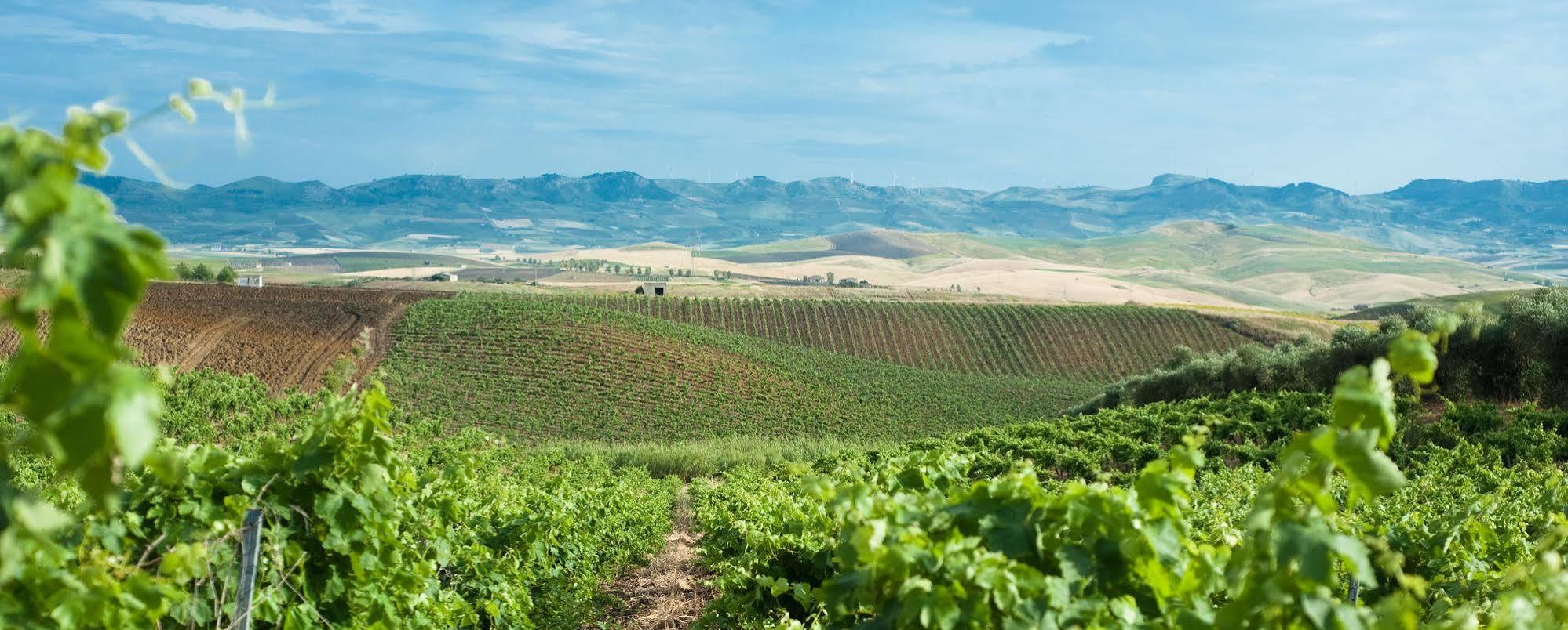 Alloggio per agricurismo葡萄酒Sirignano（巴勒莫）